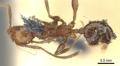 Pheidole bergi specimen CASENT0901567 image casent0901567_1