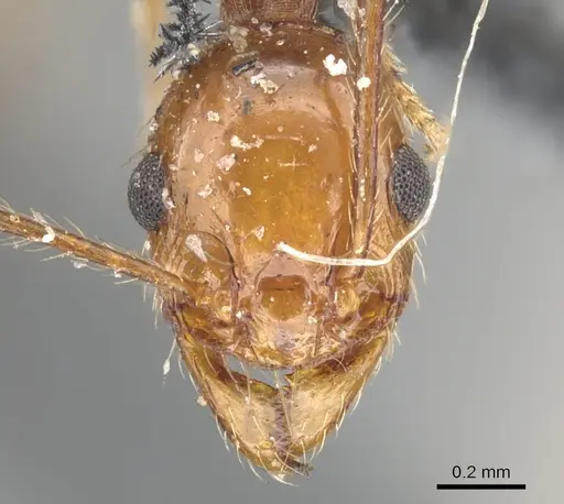 Pheidole bergi specimen CASENT0901567 image casent0901567_2