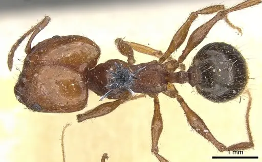 Pheidole bergi specimen CASENT0901568 image casent0901568_1