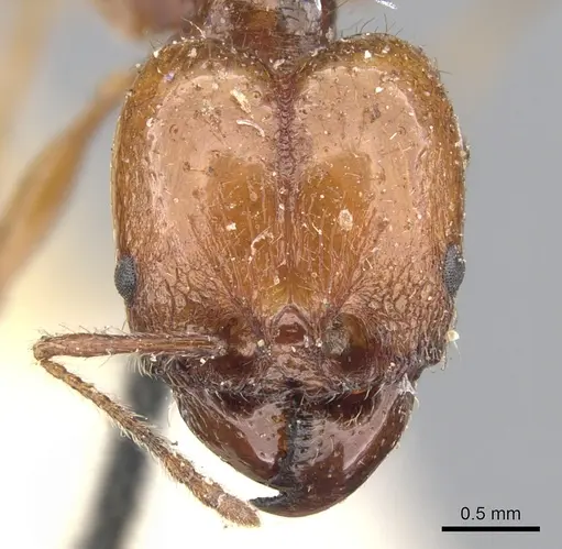 Pheidole bergi specimen CASENT0901568 image casent0901568_2