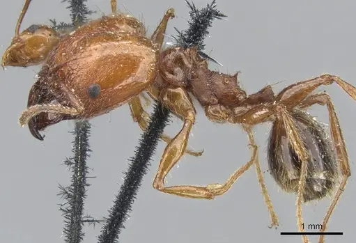 Pheidole bergi specimen CASENT0901568 image casent0901568_3