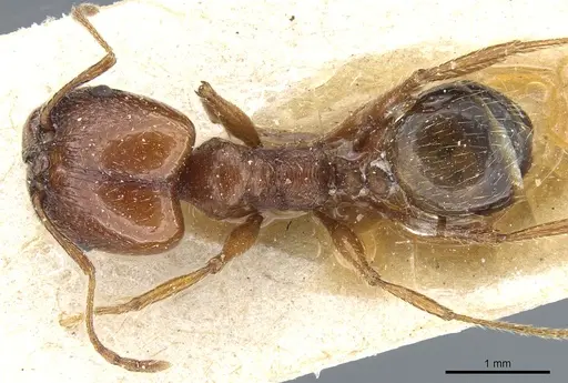 Pheidole bergi specimen CASENT0904330 image casent0904330_1