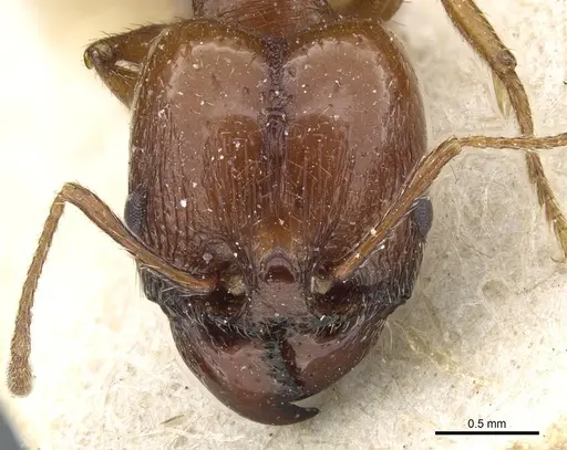 Pheidole bergi specimen CASENT0904330 image casent0904330_2