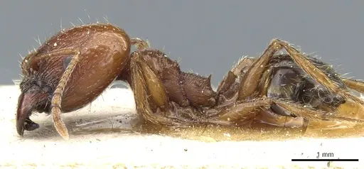 Pheidole bergi specimen CASENT0904330 image casent0904330_3
