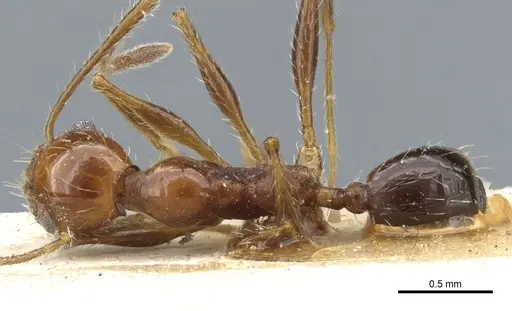 Pheidole bergi specimen CASENT0904331 image casent0904331_1