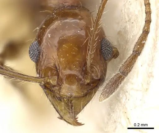 Pheidole bergi specimen CASENT0904331 image casent0904331_2
