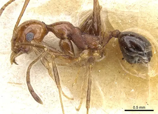 Pheidole bergi specimen CASENT0904331 image casent0904331_3