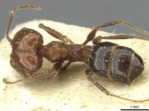Pheidole bergi specimen CASENT0913277 image casent0913277_1