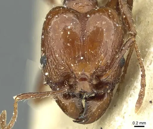 Pheidole bergi specimen CASENT0913277 image casent0913277_2