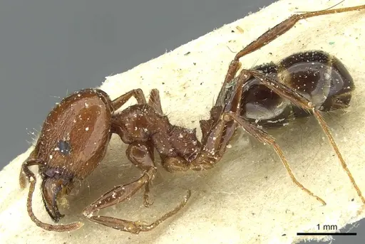 Pheidole bergi specimen CASENT0913277 image casent0913277_3