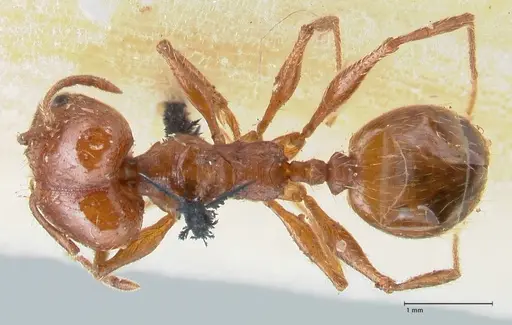 Pheidole bergi specimen FOCOL1546 image focol1546_1