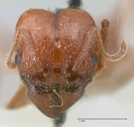Pheidole bergi specimen FOCOL1546 image focol1546_2
