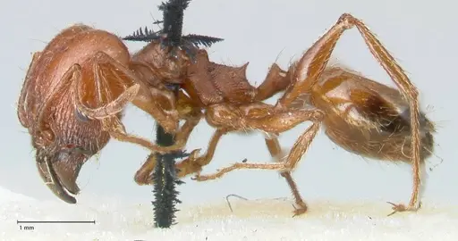 Pheidole bergi specimen FOCOL1546 image focol1546_3