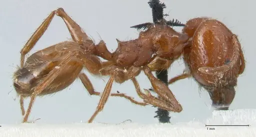 Pheidole bergi specimen FOCOL1546 image focol1546_4
