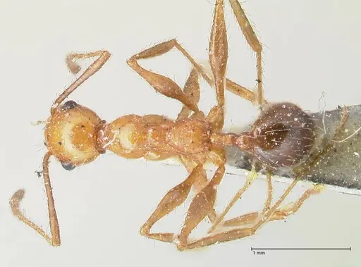 Pheidole bergi specimen FOCOL1547 image focol1547_1