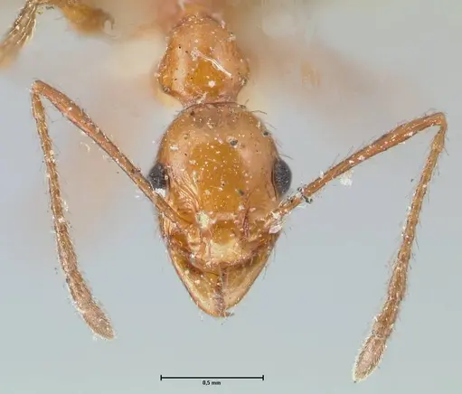 Pheidole bergi specimen FOCOL1547 image focol1547_2