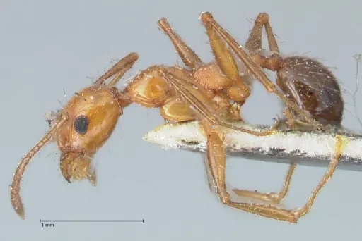 Pheidole bergi specimen FOCOL1547 image focol1547_3