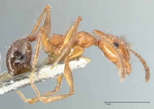 Pheidole bergi specimen FOCOL1547 image focol1547_4