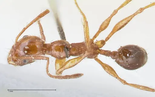 Pheidole bergi specimen FOCOL1548 image focol1548_1