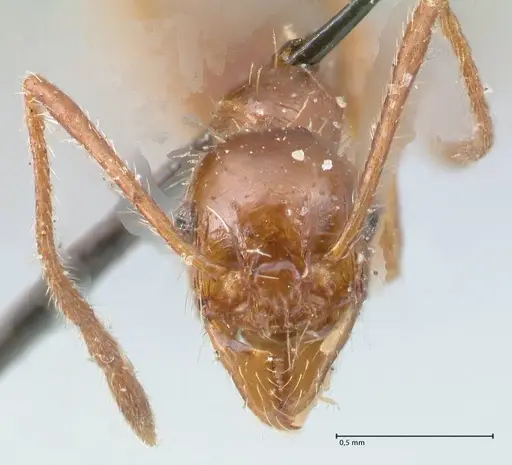 Pheidole bergi specimen FOCOL1548 image focol1548_2