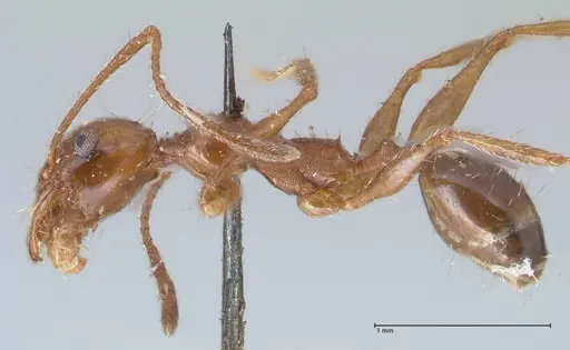 Pheidole bergi specimen FOCOL1548 image focol1548_3