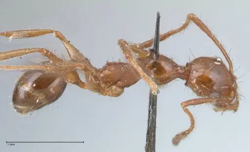 Pheidole bergi specimen FOCOL1548 image focol1548_4