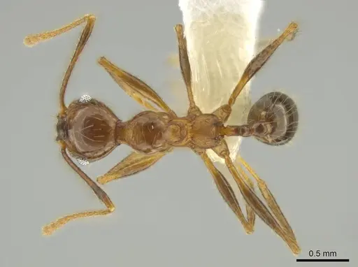 Pheidole besalon specimen CASENT0631746 image casent0631746_1