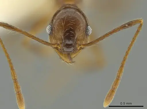Pheidole besalon specimen CASENT0631746 image casent0631746_2