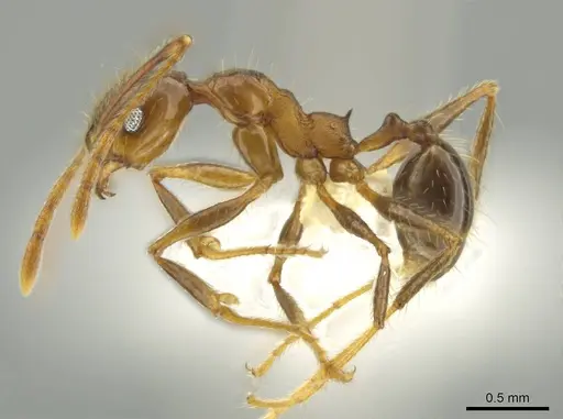 Pheidole besalon specimen CASENT0631746 image casent0631746_3