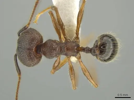 Pheidole besalon specimen CASENT0631747 image casent0631747_1