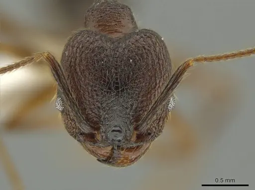 Pheidole besalon specimen CASENT0631747 image casent0631747_2