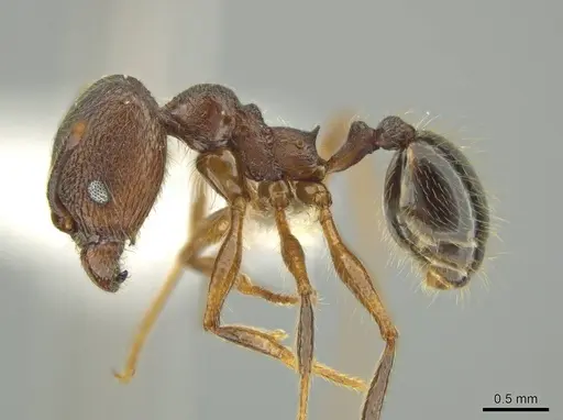 Pheidole besalon specimen CASENT0631747 image casent0631747_3