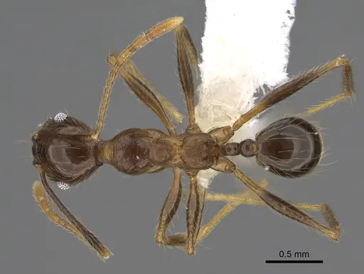 Pheidole besalon specimen CASENT0646496 image casent0646496_1