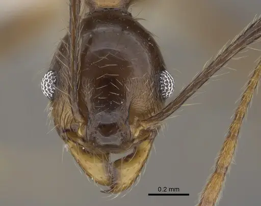 Pheidole besalon specimen CASENT0646496 image casent0646496_2