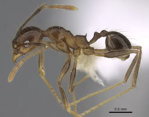 Pheidole besalon specimen CASENT0646496 image casent0646496_3