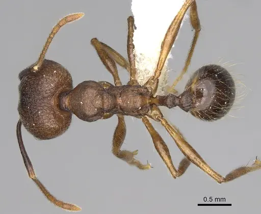 Pheidole besalon specimen CASENT0646498 image casent0646498_1