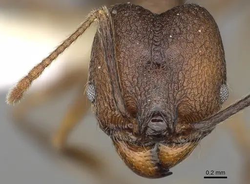 Pheidole besalon specimen CASENT0646498 image casent0646498_2