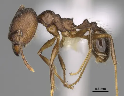 Pheidole besalon specimen CASENT0646498 image casent0646498_3