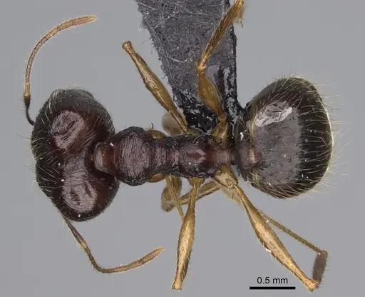 Pheidole bessonii specimen CASENT0008991 image casent0008991_1