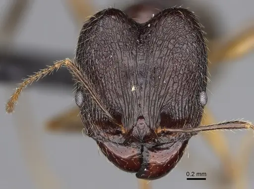 Pheidole bessonii specimen CASENT0008991 image casent0008991_2