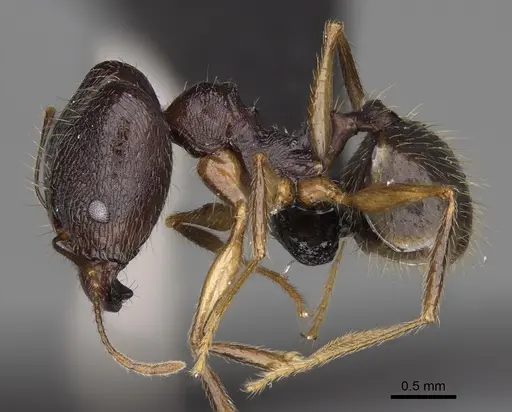 Pheidole bessonii specimen CASENT0008991 image casent0008991_4