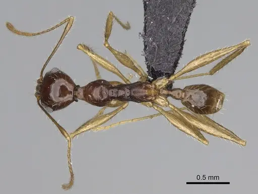 Pheidole bessonii specimen CASENT0008997 image casent0008997_1