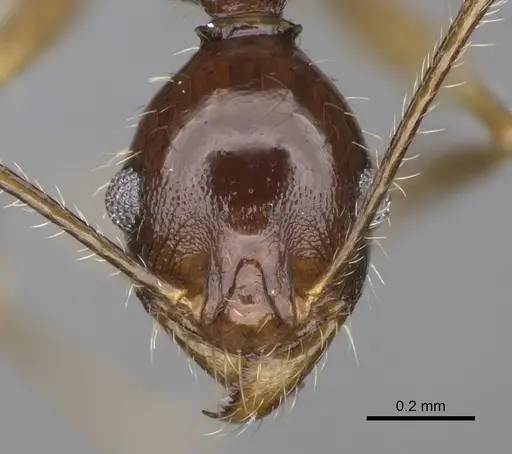 Pheidole bessonii specimen CASENT0008997 image casent0008997_2