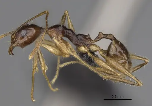 Pheidole bessonii specimen CASENT0008997 image casent0008997_3