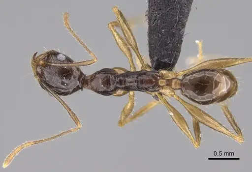 Pheidole bessonii specimen CASENT0014782 image casent0014782_1
