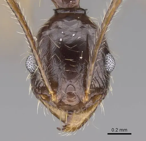 Pheidole bessonii specimen CASENT0014782 image casent0014782_2