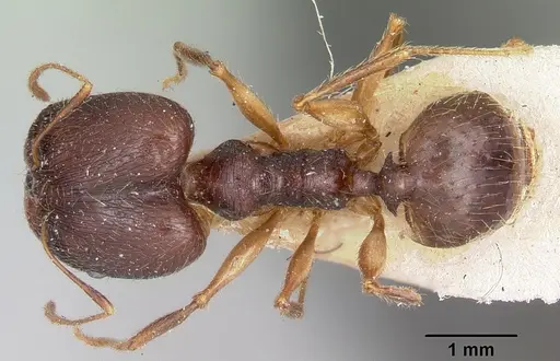 Pheidole bessonii specimen CASENT0101328 image casent0101328_1