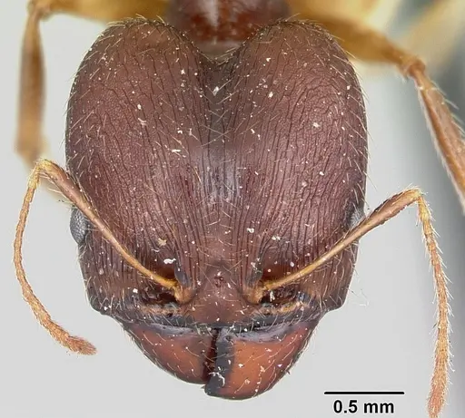 Pheidole bessonii specimen CASENT0101328 image casent0101328_2