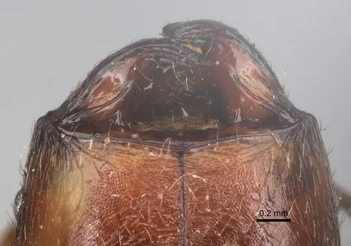 Pheidole bessonii specimen CASENT0101328 image casent0101328_3