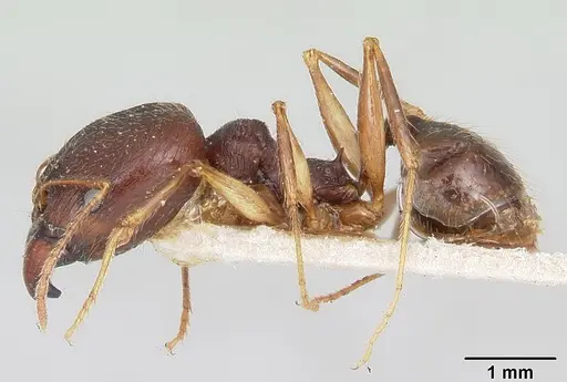 Pheidole bessonii specimen CASENT0101328 image casent0101328_4